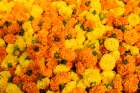 India, West Bengal, Kolkata. Marigolds strung into ropes for necklaces an offerings. Art Print